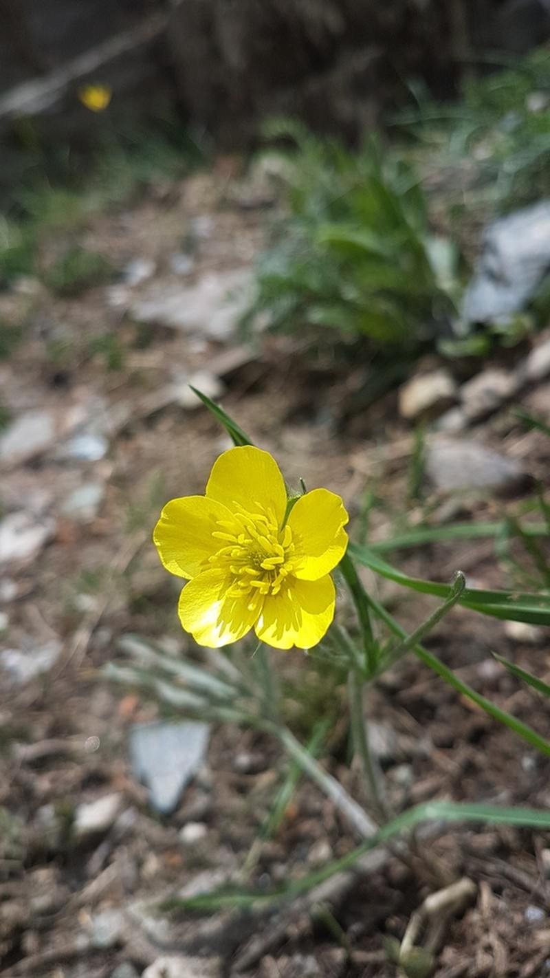 Ranunculus dissectus photo 3