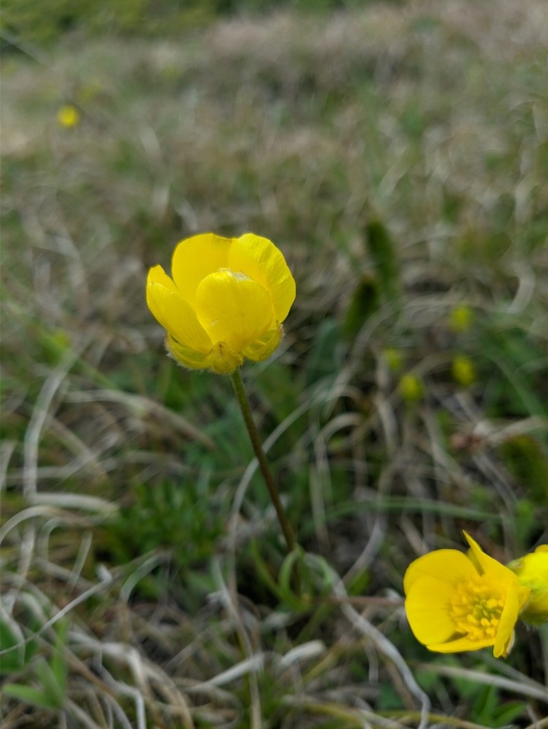 Ranunculus dissectus photo 4