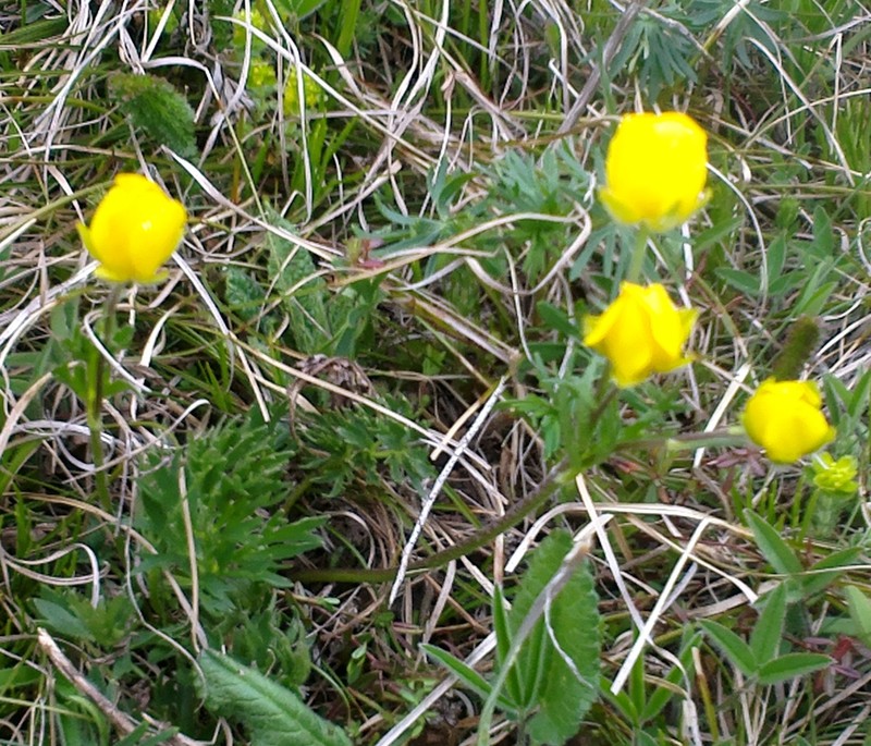 Ranunculus dissectus photo 6