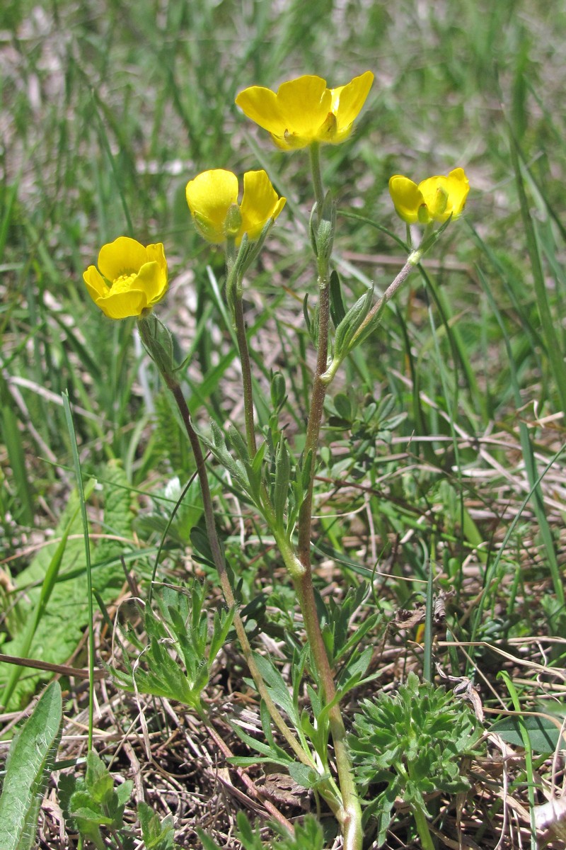Ranunculus dissectus photo 7