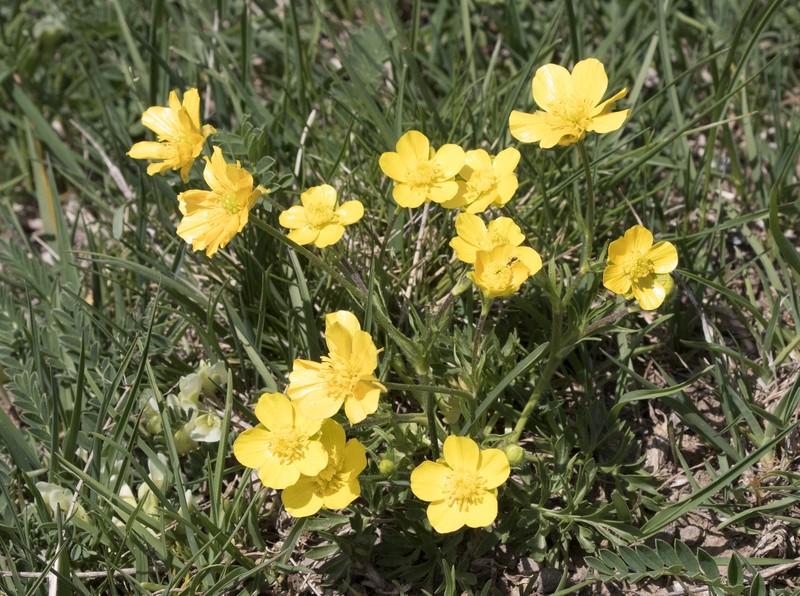 Ranunculus dissectus