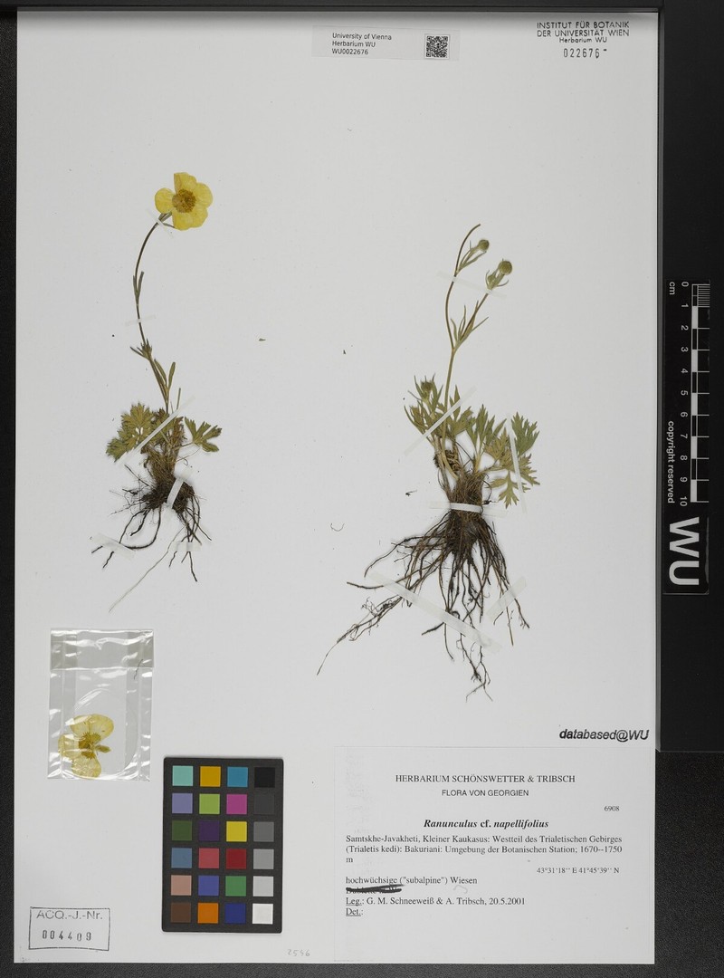 Ranunculus dissectus subsp. napellifolius