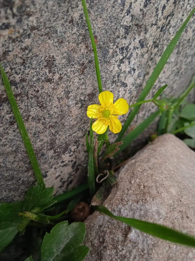 Ranunculus distans