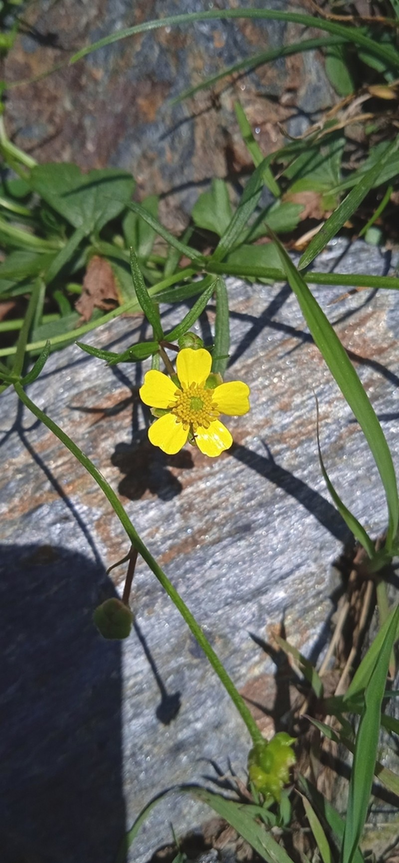 Ranunculus distans photo 2