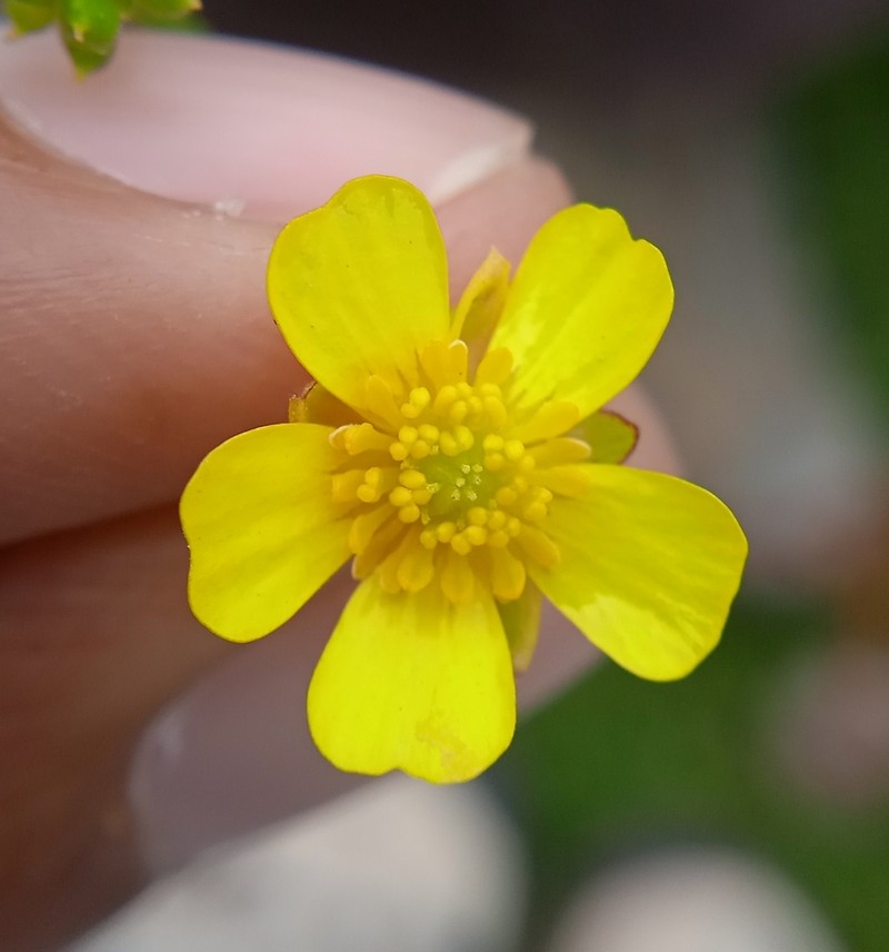 Ranunculus distans photo 3