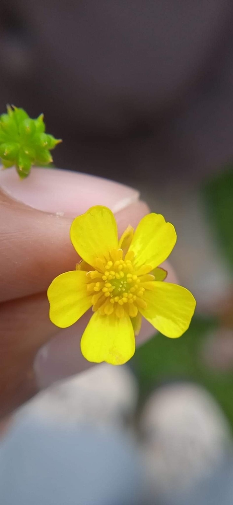 Ranunculus distans photo 4