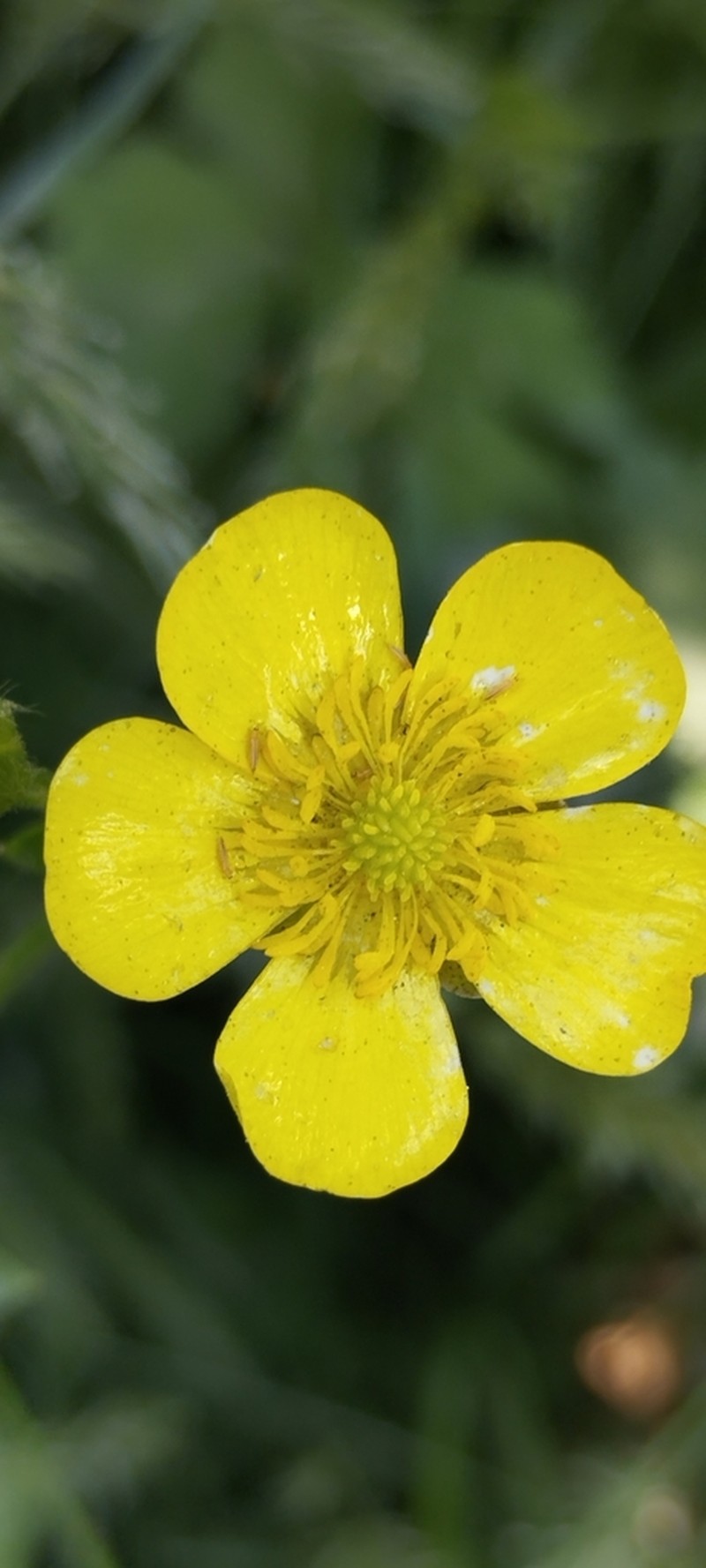 Ranunculus distans photo 5