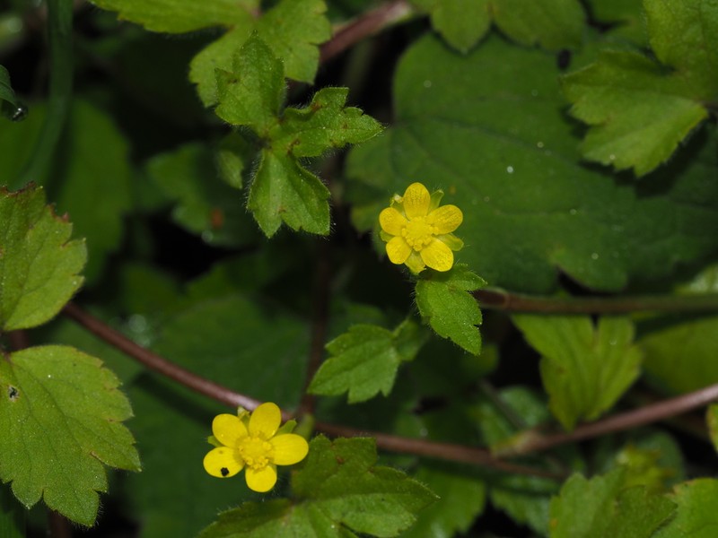 Ranunculus distans photo 6