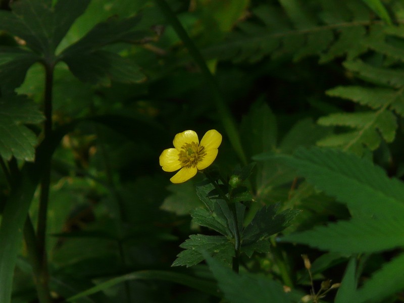 Ranunculus distans photo 7