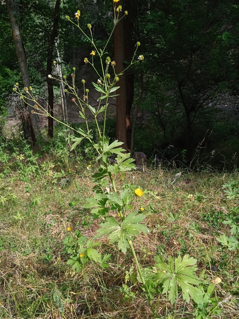 Ranunculus distans photo 8