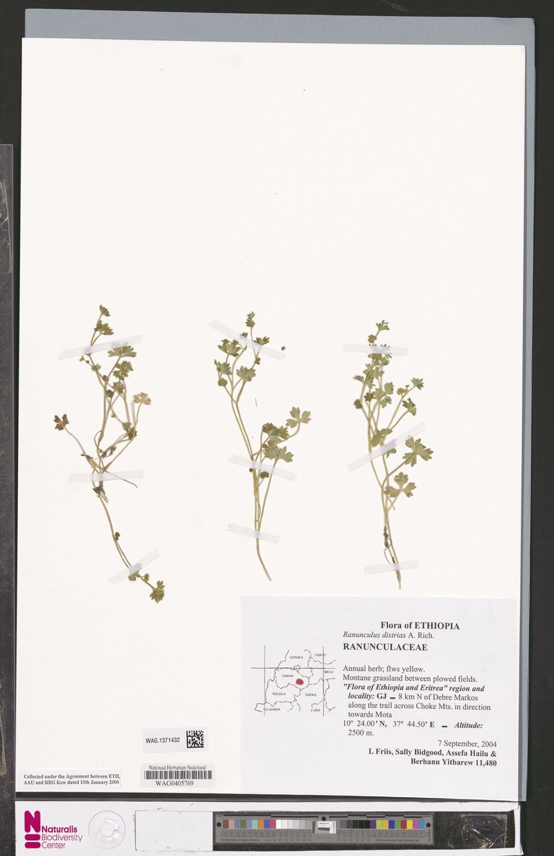 Ranunculus distrias