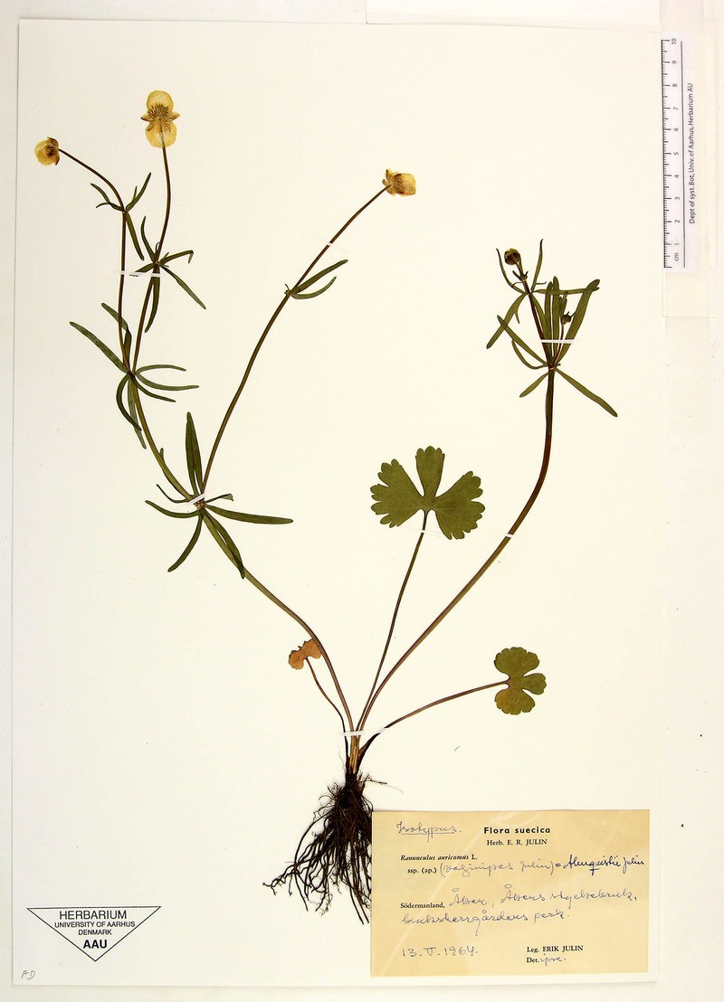 Ranunculus djuloeensis