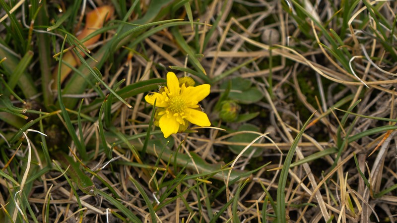 Ranunculus dongrergensis