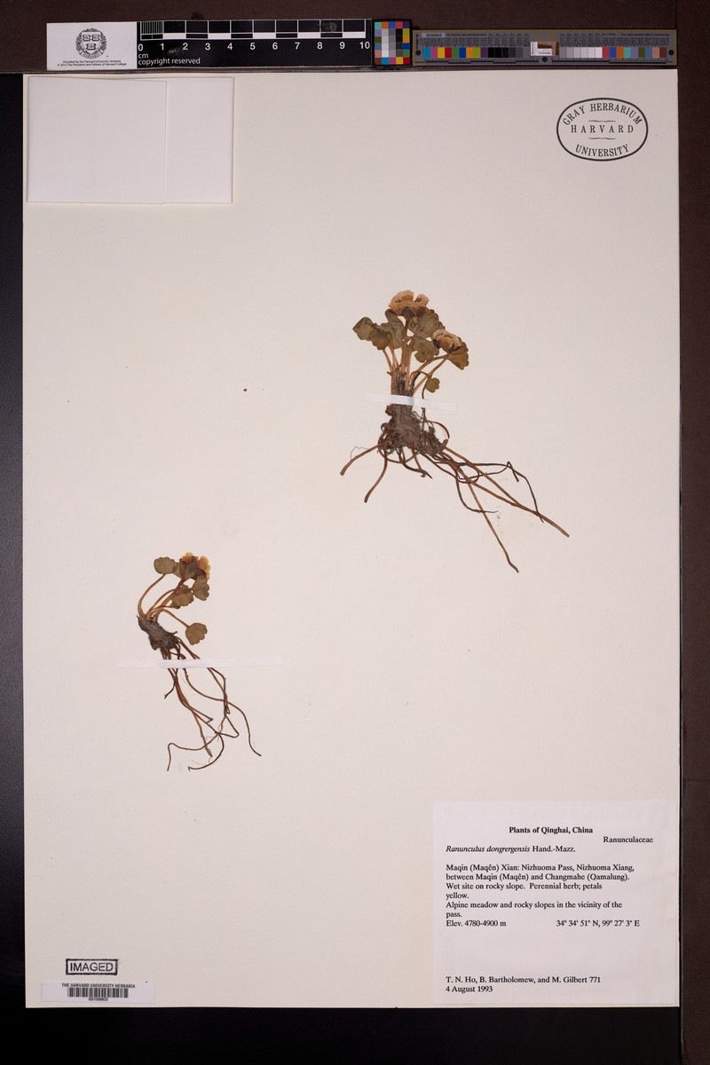 Ranunculus dongrergensis photo 2