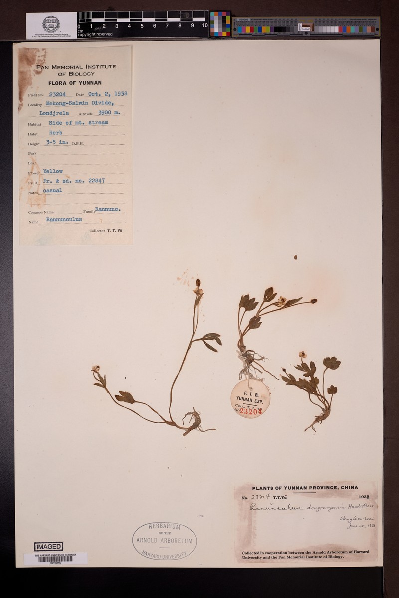 Ranunculus dongrergensis photo 3