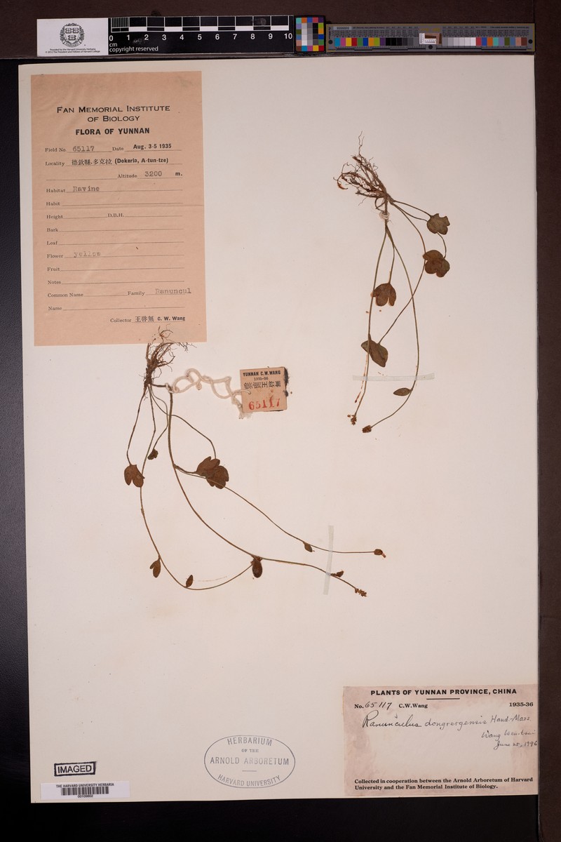Ranunculus dongrergensis photo 4