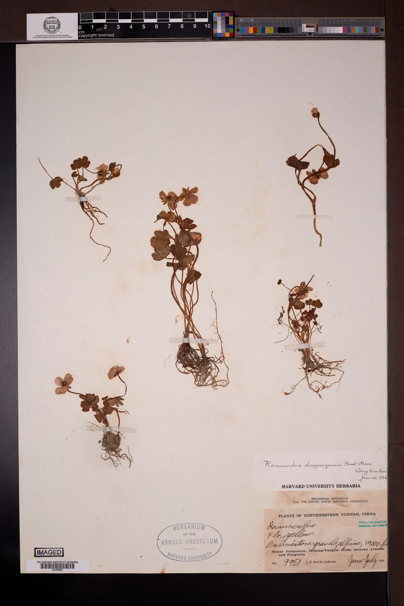 Ranunculus dongrergensis photo 5