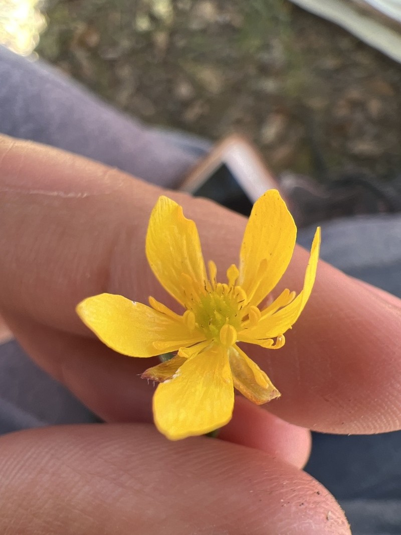 Ranunculus donianus