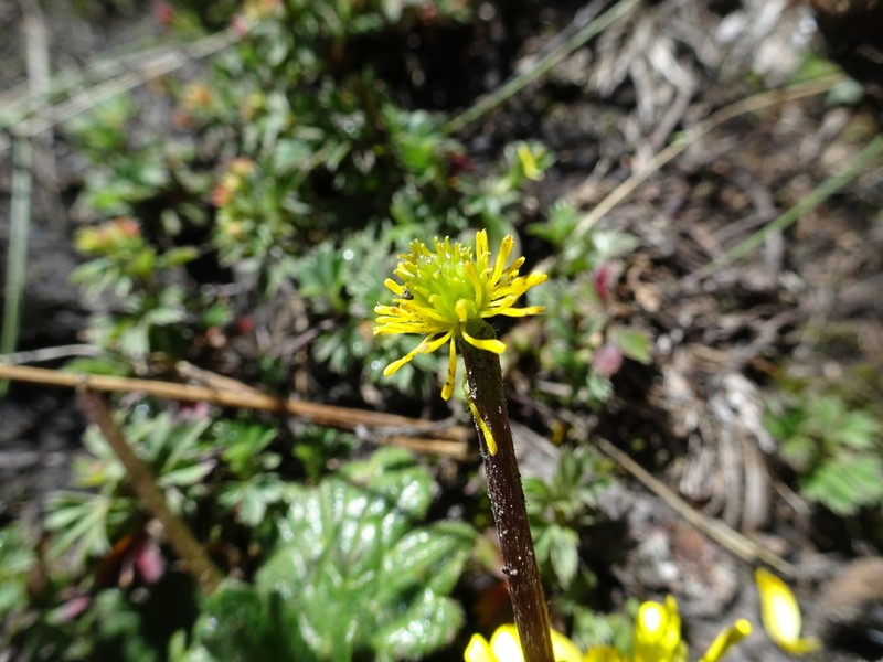 Ranunculus donianus photo 2