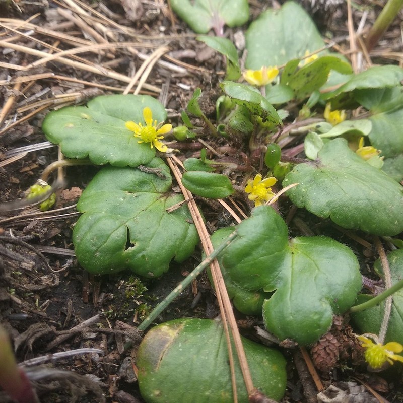 Ranunculus donianus photo 3