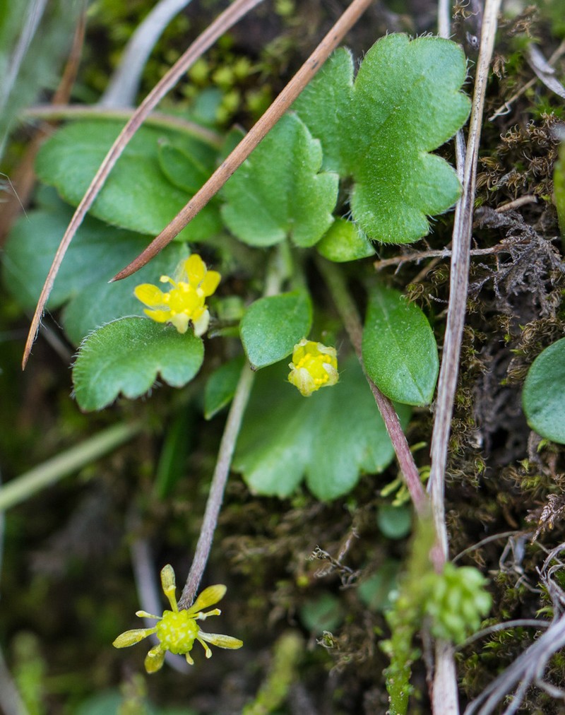 Ranunculus donianus photo 5