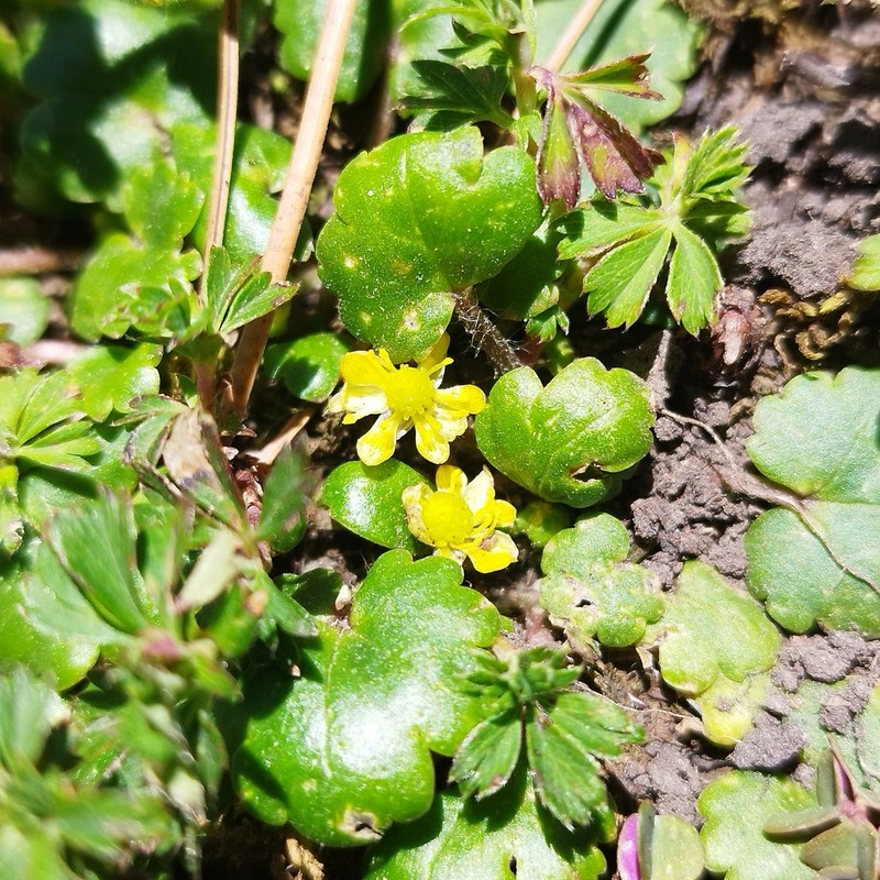 Ranunculus donianus photo 6