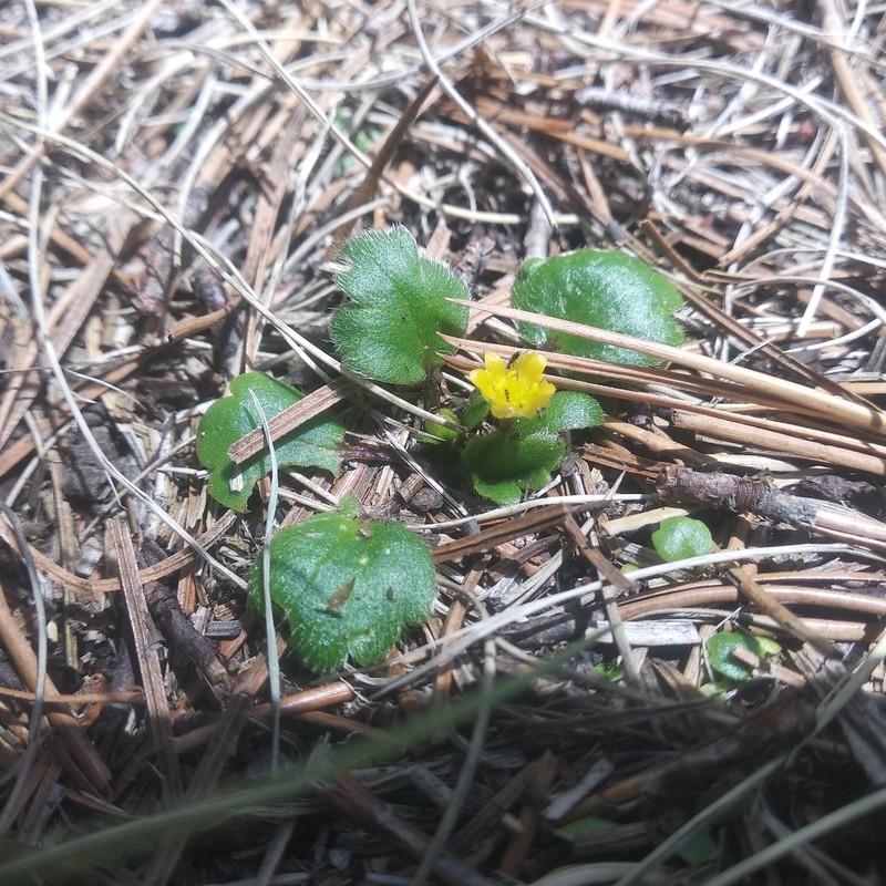 Ranunculus donianus photo 7