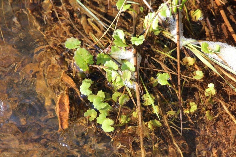 Ranunculus dregei