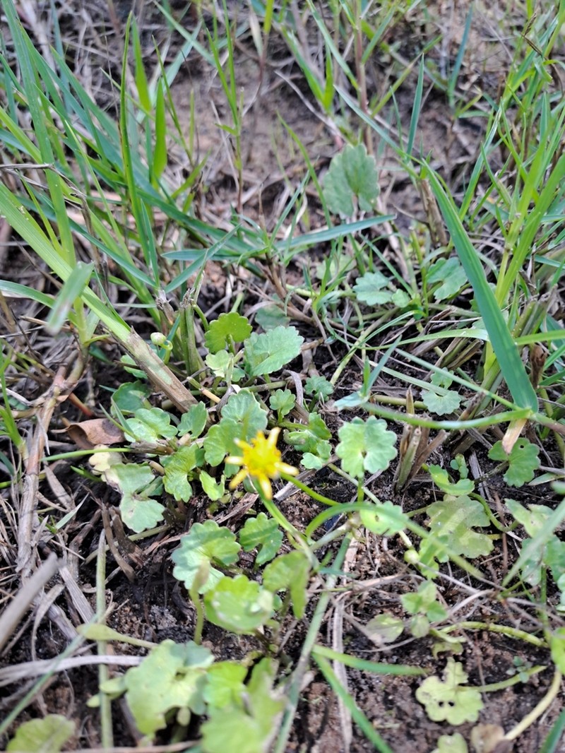 Ranunculus dregei photo 3