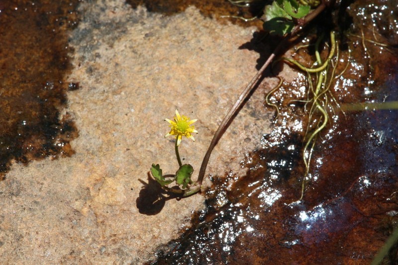 Ranunculus dregei photo 4