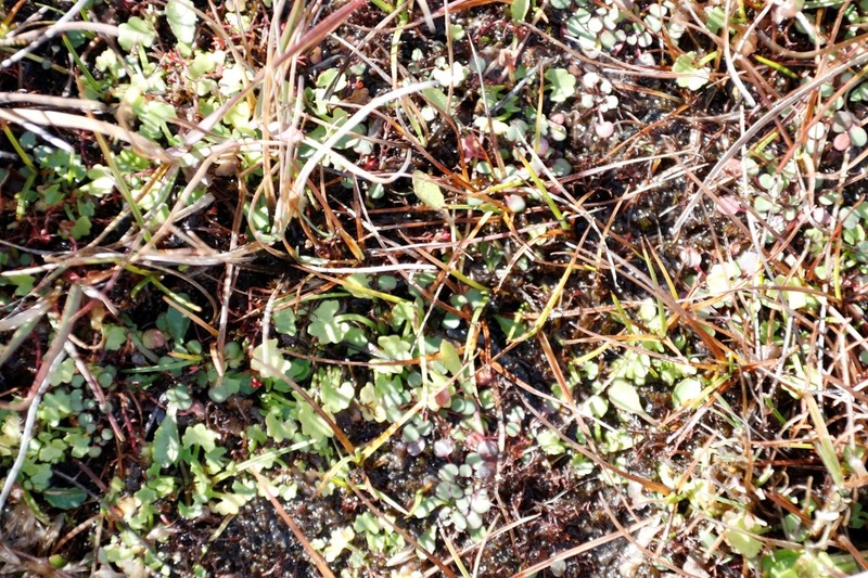 Ranunculus dregei photo 5
