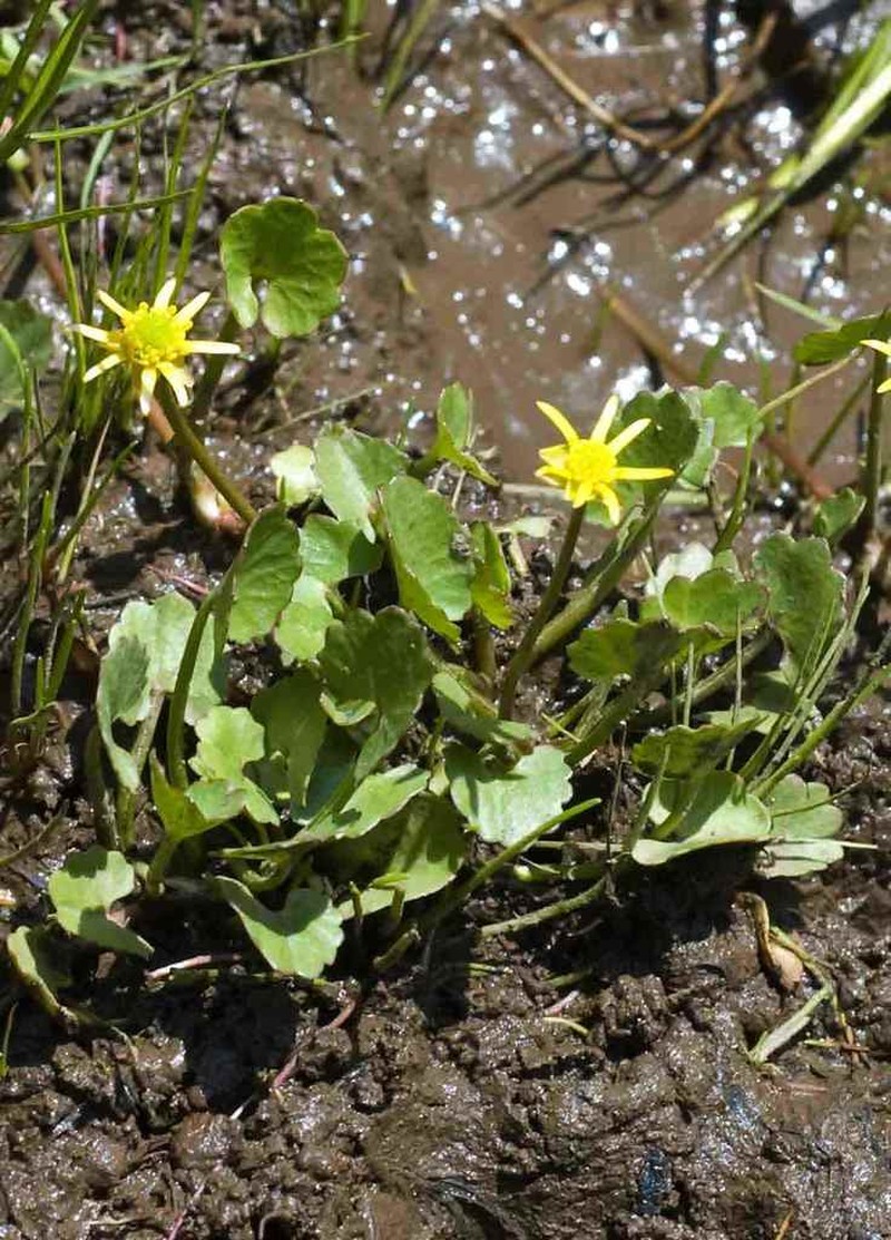 Ranunculus dregei photo 6