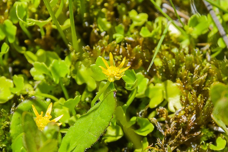 Ranunculus dregei photo 7