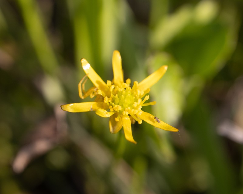 Ranunculus dregei photo 8