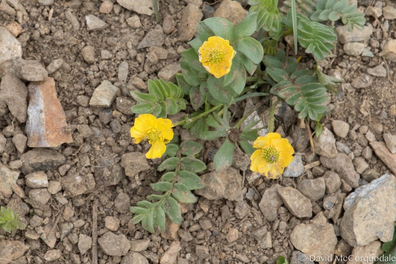 Eastwood's Buttercup