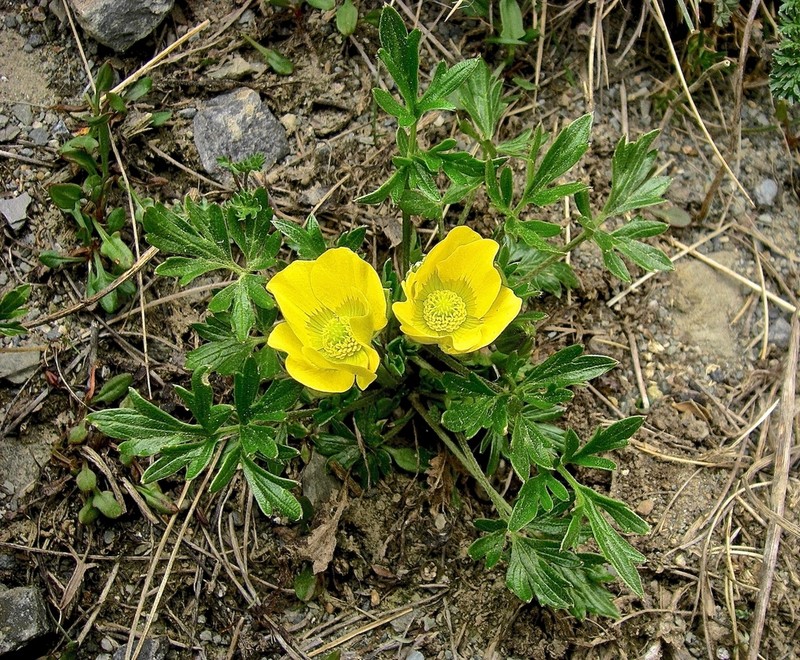 Ranunculus eichlerianus