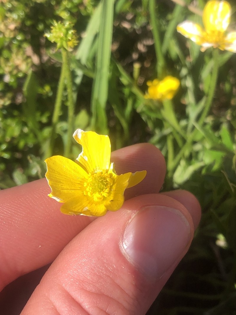 Ranunculus eichlerianus photo 2
