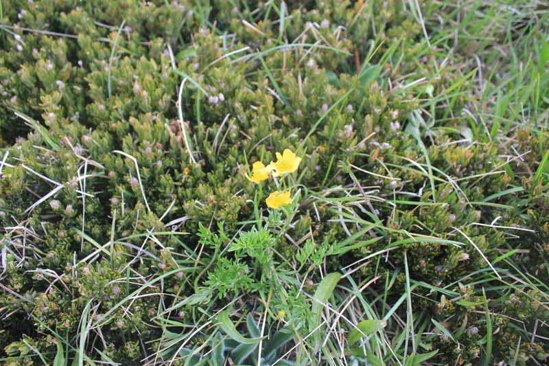 Ranunculus eichlerianus photo 3