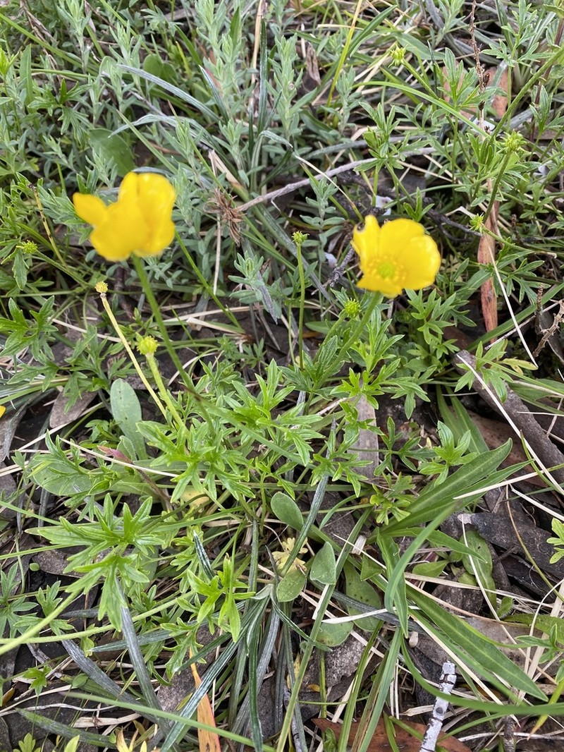 Ranunculus eichlerianus photo 4