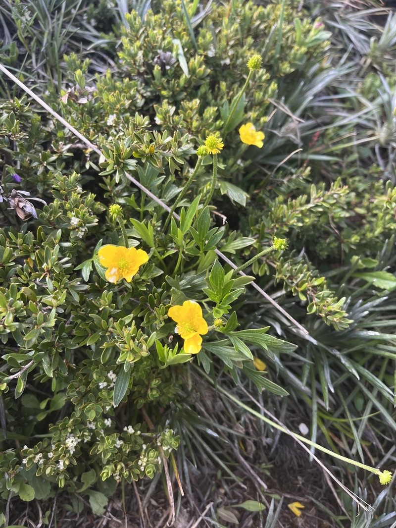 Ranunculus eichlerianus photo 5
