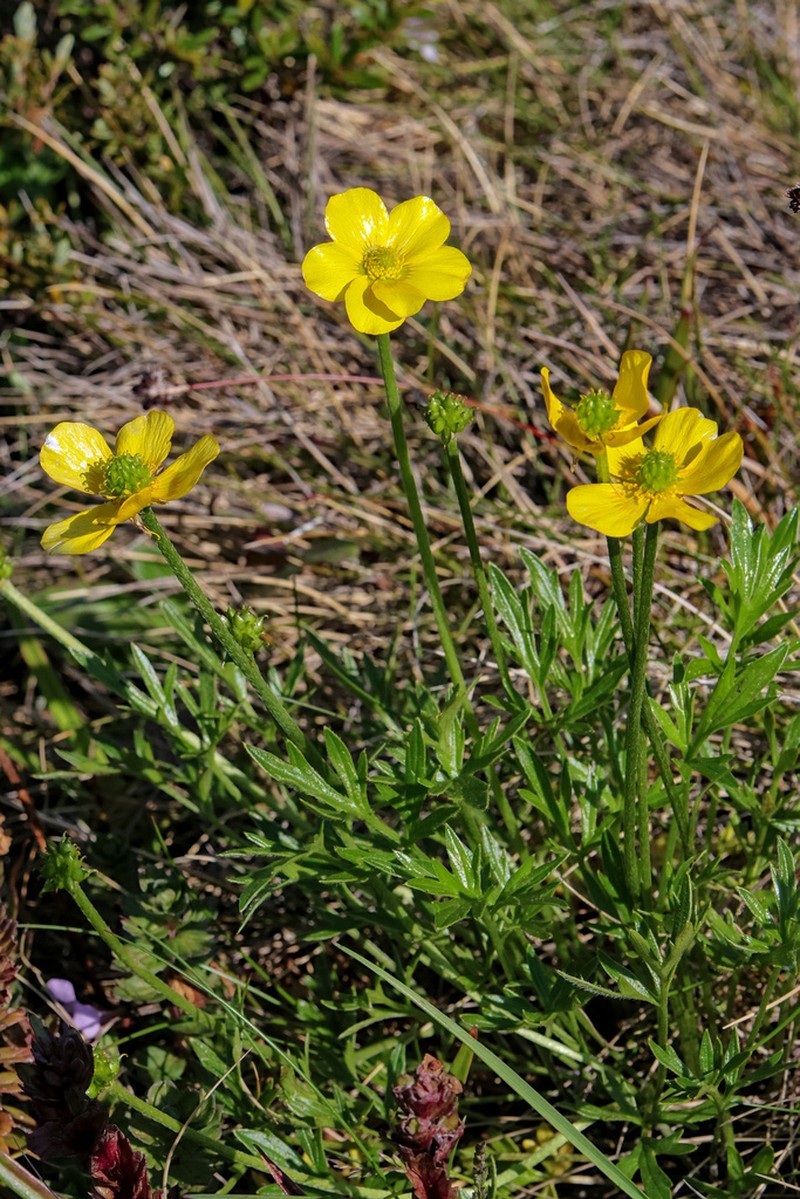 Ranunculus eichlerianus photo 6