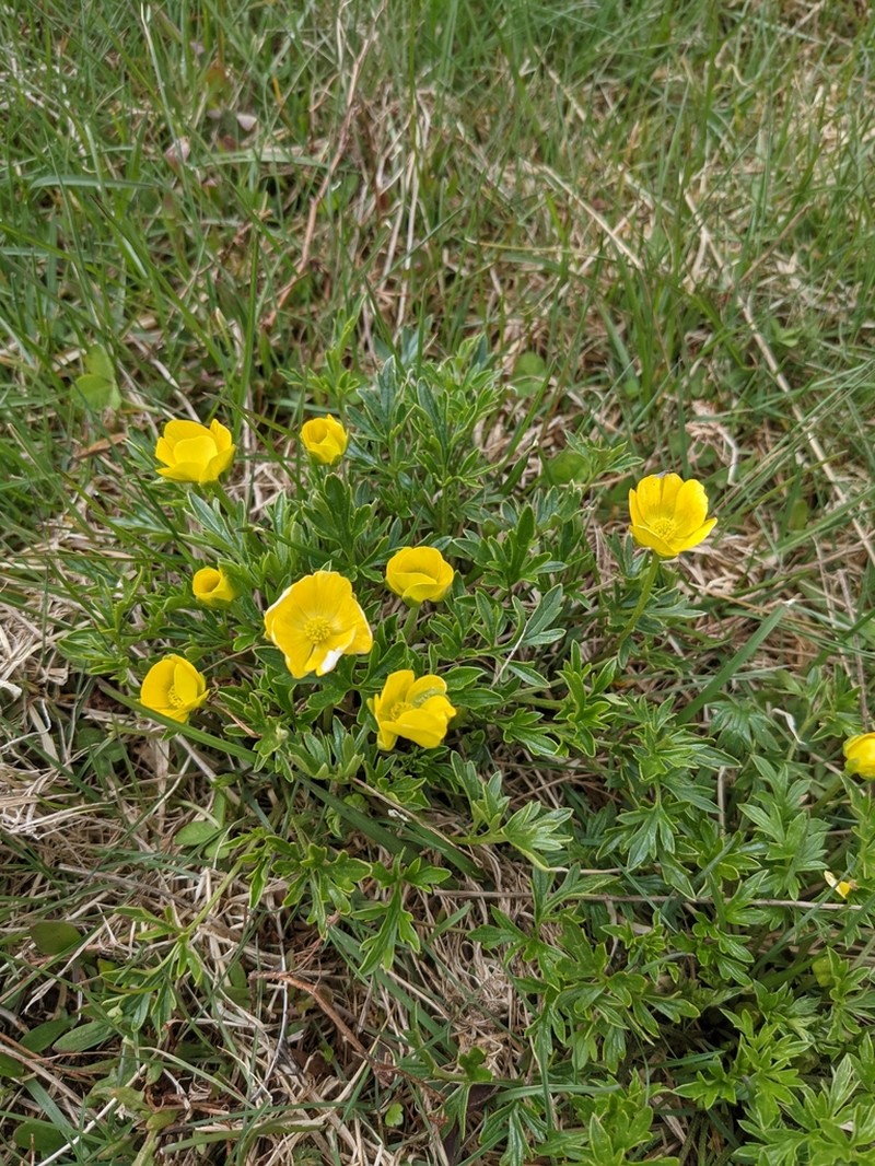 Ranunculus eichlerianus photo 7