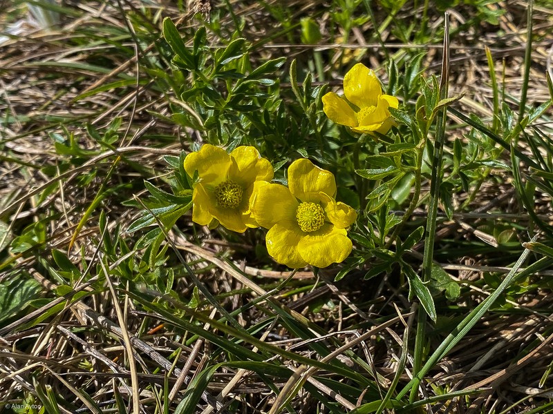 Ranunculus eichlerianus photo 8
