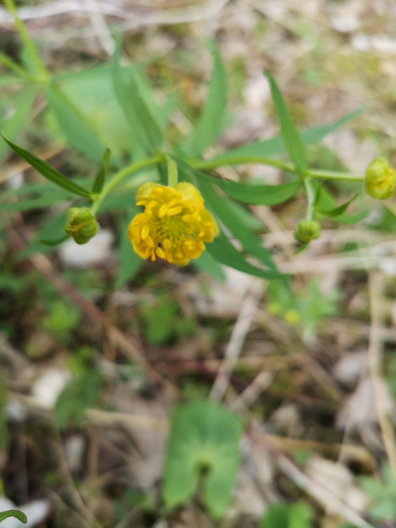 Ranunculus elatior photo 3