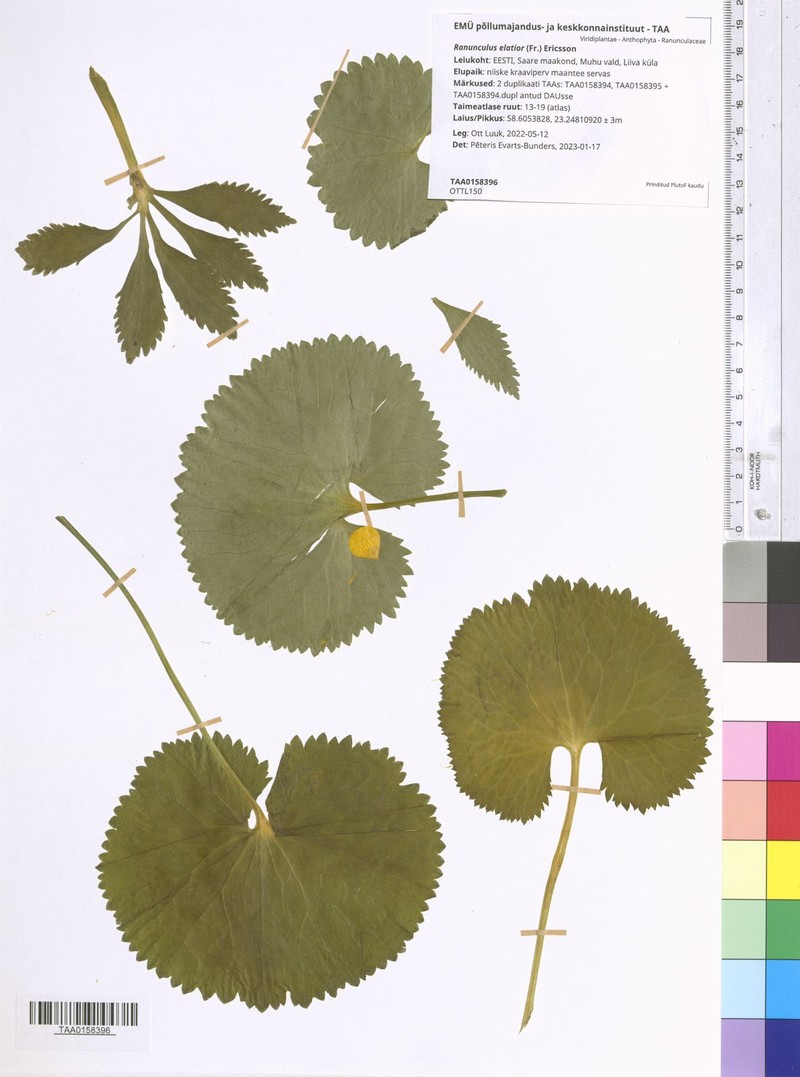Ranunculus elatior photo 4