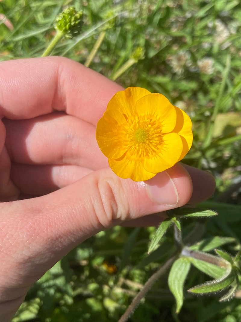 Ranunculus elegans