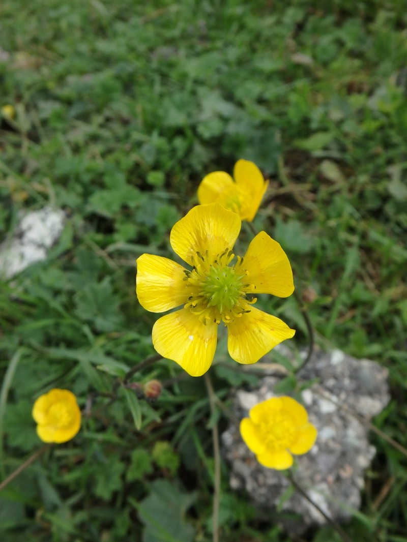 Ranunculus elegans photo 2