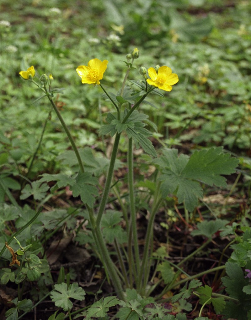 Ranunculus elegans photo 3