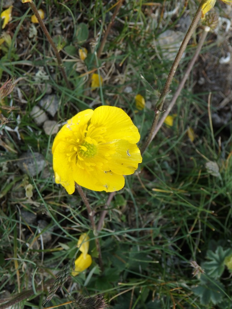 Ranunculus elegans photo 4