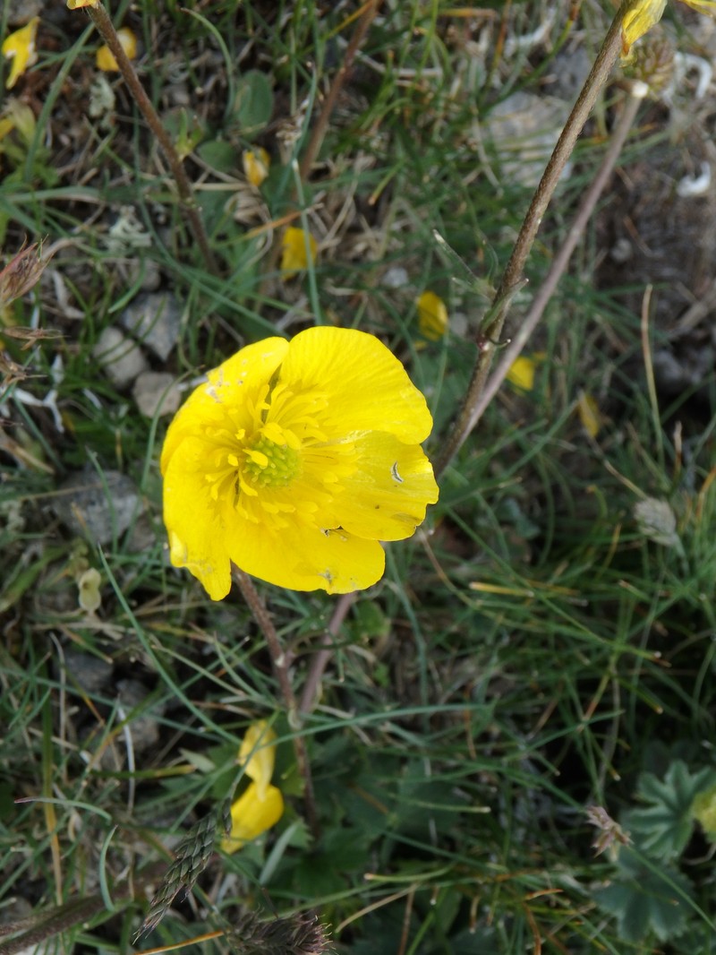 Ranunculus elegans photo 7